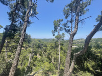 Olive Orchards Archangelos